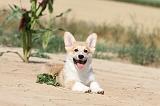 CORGI PEMBROKE 191